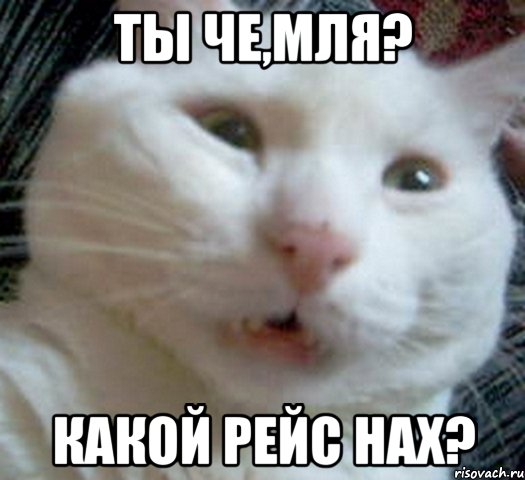 Ты че,мля? Какой рейс нах?