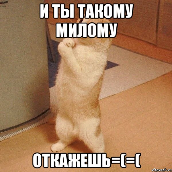 И ты такому милому Откажешь=(=(, Мем  котэ молится