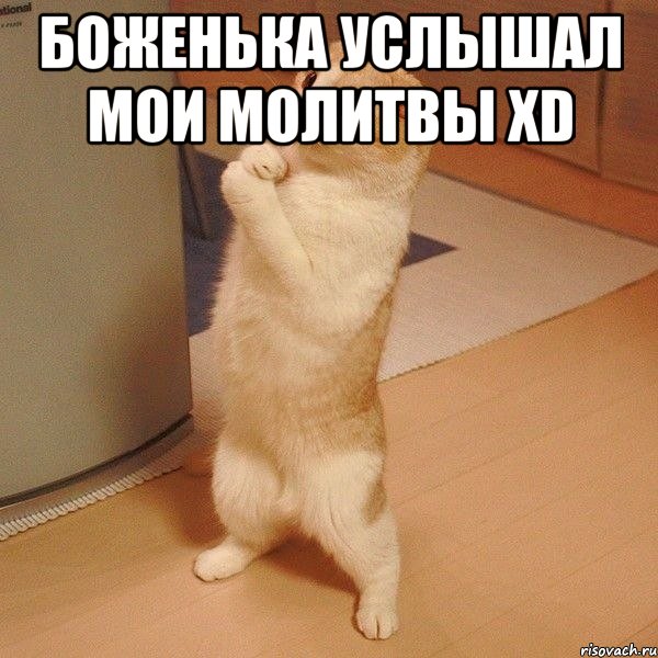 боженька услышал мои мОлитвы xD , Мем  котэ молится