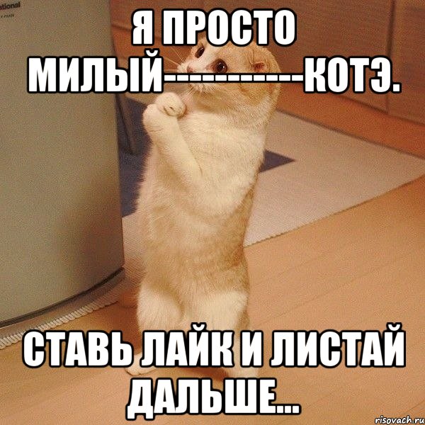 Я просто милый-----------котэ. Ставь лайк и листай дальше..., Мем  котэ молится