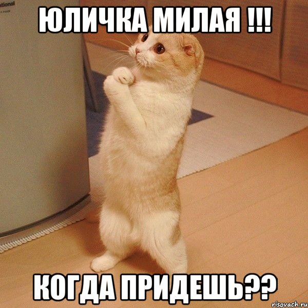 Юличка милая !!! Когда Придешь??, Мем  котэ молится