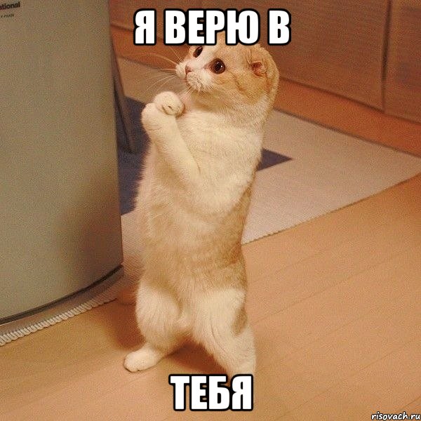 Я верю в ТЕБЯ, Мем  котэ молится