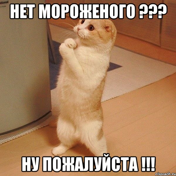 НЕТ МОРОЖЕНОГО ??? НУ ПОЖАЛУЙСТА !!!, Мем  котэ молится