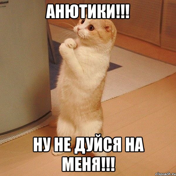 Анютики!!! Ну не дуйся на меня!!!, Мем  котэ молится