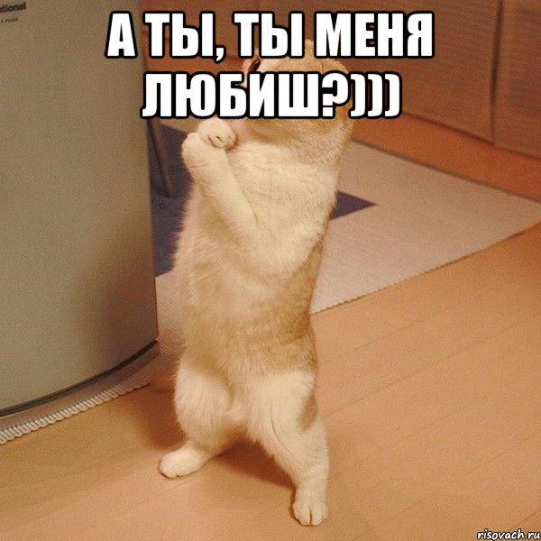 А ты, ты меня любиш?))) , Мем  котэ молится