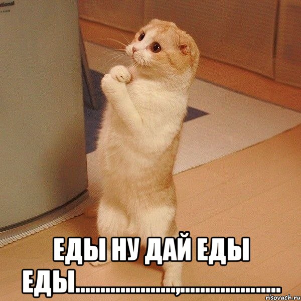  Еды ну дай еды еды....................,............…....., Мем  котэ молится