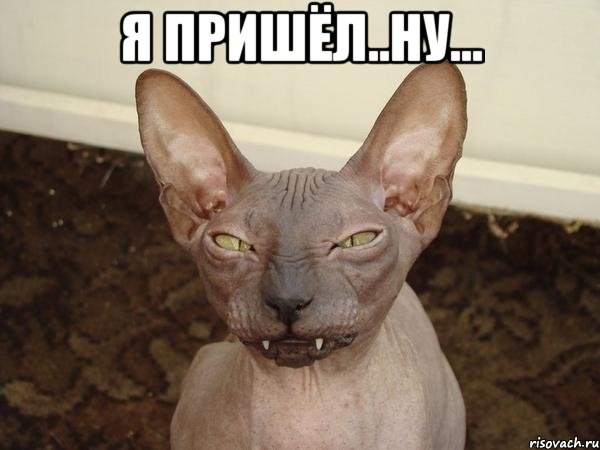 я пришёл..ну... , Мем  Злой котик