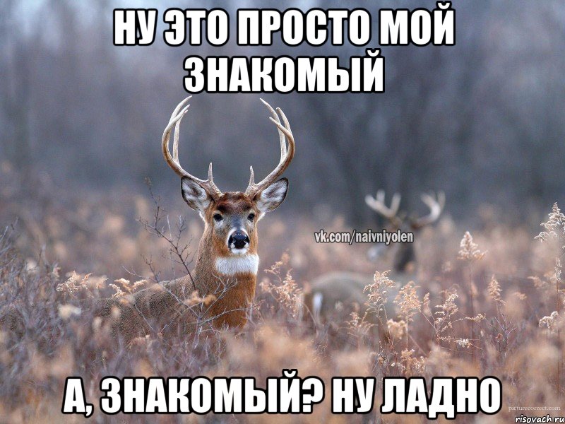 ну это просто мой знакомый а, знакомый? ну ладно, Мем   Наивный олень