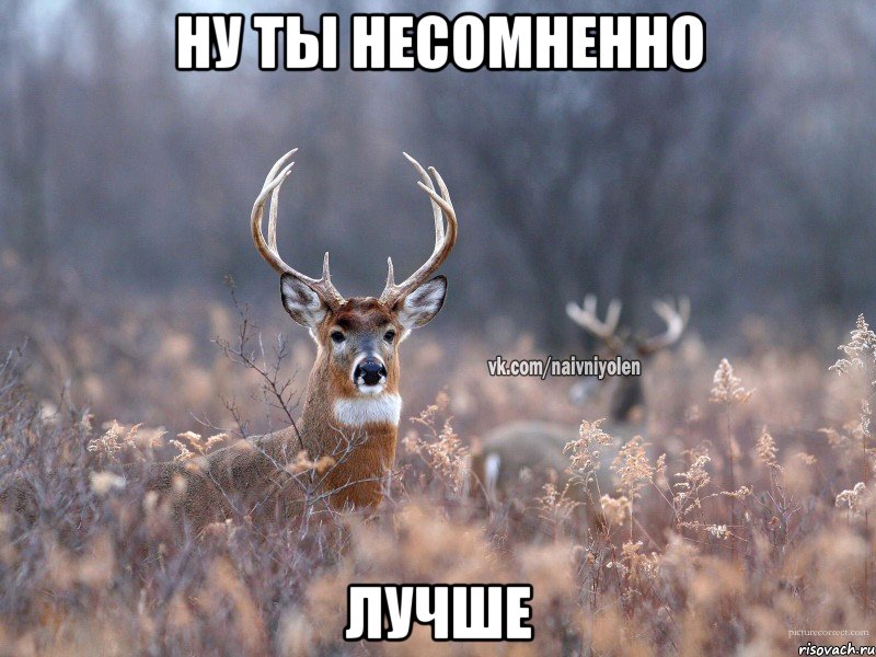 Ну ты несомненно Лучше, Мем   Наивный олень