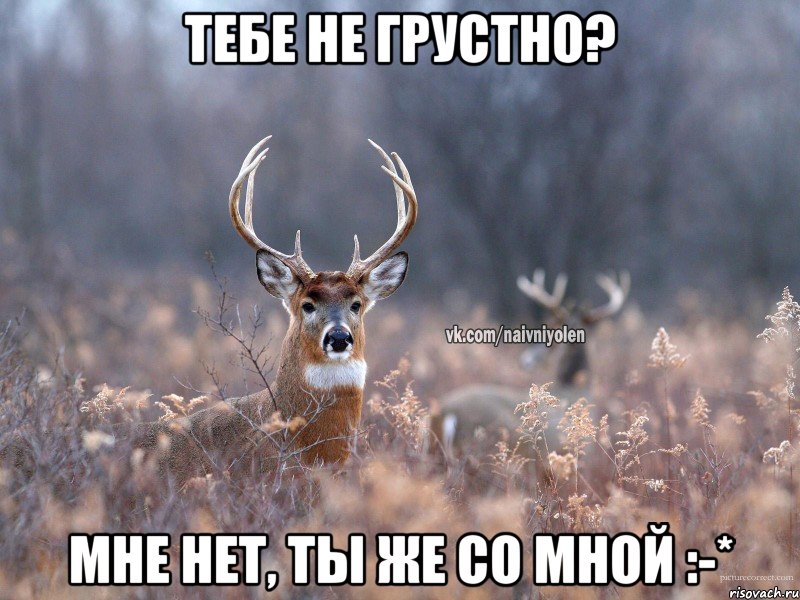 Тебе не грустно? Мне нет, ты же со мной :-*, Мем   Наивный олень