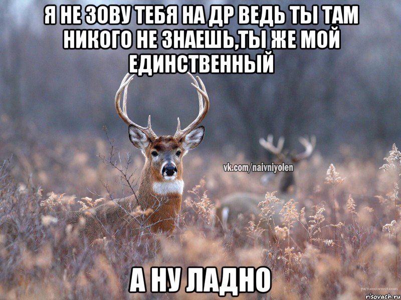 Я не зову тебя на др ведь ты там никого не знаешь,ты же мой единственный А ну ладно, Мем   Наивный олень