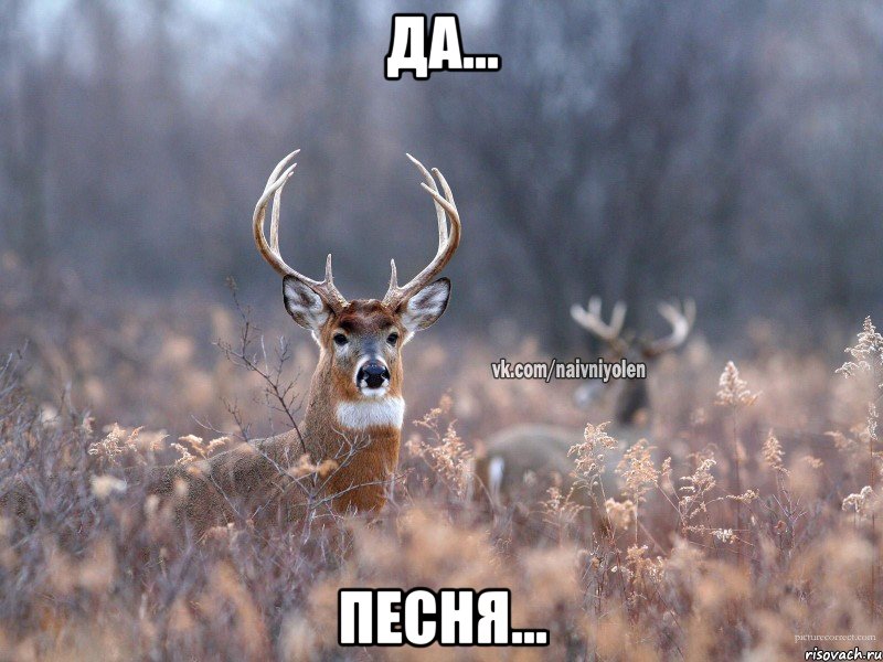 Да... песня..., Мем   Наивный олень