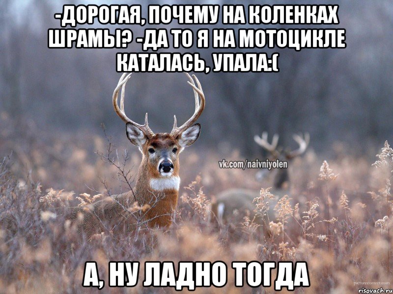 -Дорогая, почему на коленках шрамы? -Да то я на мотоцикле каталась, упала:( А, ну ладно тогда, Мем   Наивный олень