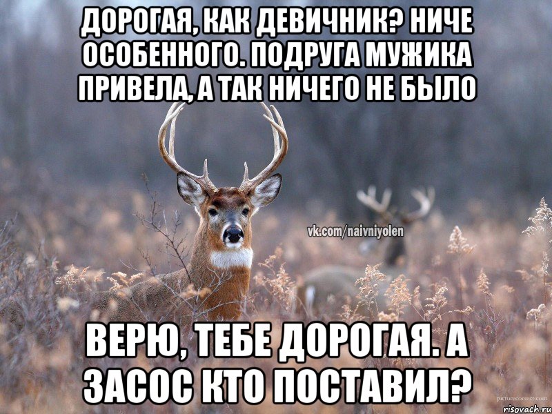 Дорогая, как девичник? Ниче особенного. Подруга мужика привела, а так ничего не было Верю, тебе дорогая. А засос кто поставил?, Мем   Наивный олень