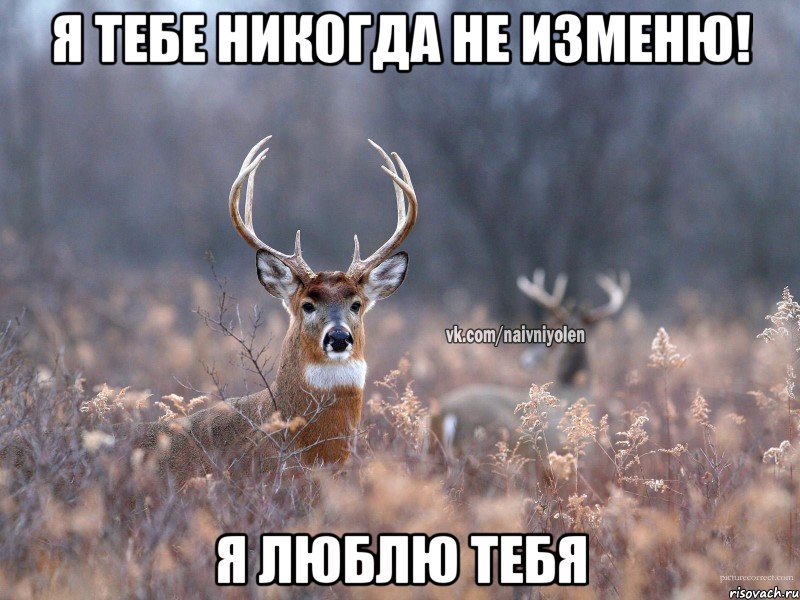 Я тебе никогда не изменю! Я люблю тебя, Мем   Наивный олень