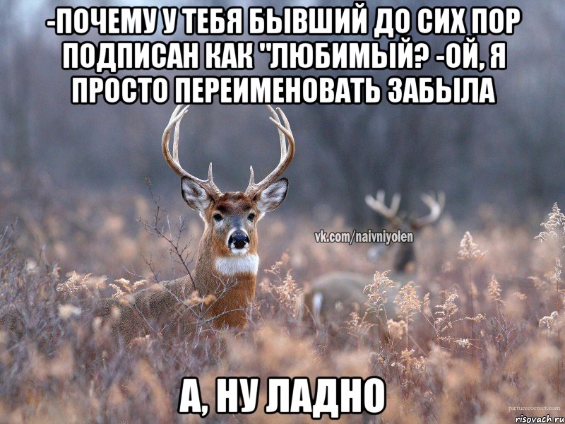 -Почему у тебЯ бывший до сих пор подписан как "Любимый? -Ой, я просто переименовать забыла А, ну ладно, Мем   Наивный олень