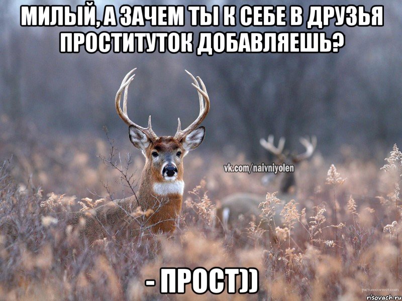 милый, а зачем ты к себе в друзья проституток добавляешь? - прост)), Мем   Наивный олень