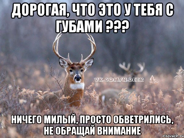 дорогая, что это у тебя с губами ??? ничего милый, просто обветрились, не обращай внимание, Мем   Наивный олень