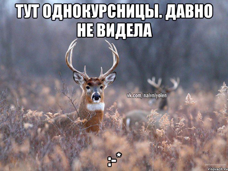 Тут однокурсницы. Давно не видела :-*, Мем   Наивный олень