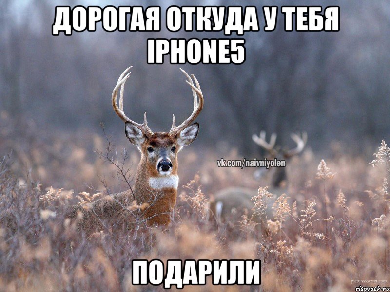 дорогая откуда у тебя IPHONE5 подарили, Мем   Наивный олень