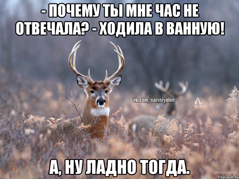 - Почему ты мне час не отвечала? - Ходила в ванную! А, ну ладно тогда., Мем   Наивный олень