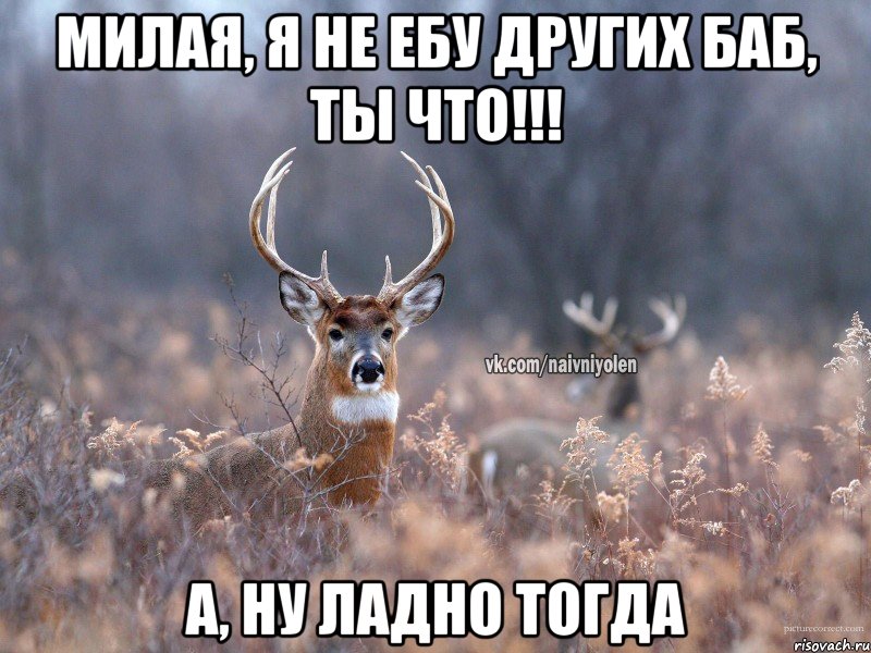 Милая, я не ебу других баб, ты что!!! А, ну ладно тогда, Мем   Наивный олень