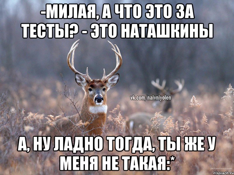 -Милая, а что это за тесты? - Это Наташкины А, ну ладно тогда, ты же у меня не такая:*, Мем   Наивный олень