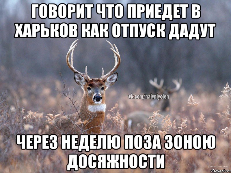 Говорит что приедет в Харьков как отпуск дадут Через неделю поза зоною досяжности, Мем   Наивный олень