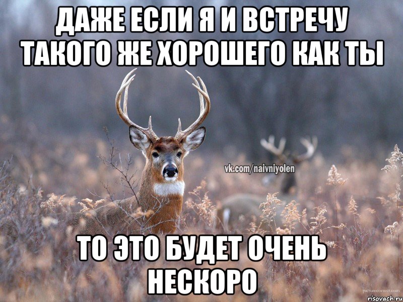 Даже если я и встречу такого же хорошего как ты То это будет очень нескоро, Мем   Наивный олень