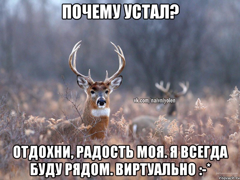 Почему устал? Отдохни, радость моя. Я всегда буду рядом. Виртуально :-*, Мем   Наивный олень