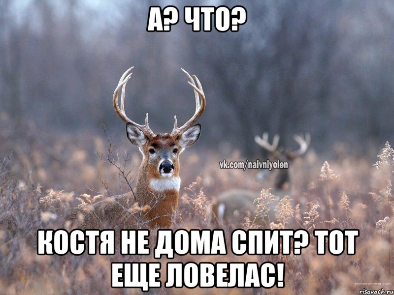 А? Что? Костя не дома спит? Тот еще ловелас!, Мем   Наивный олень