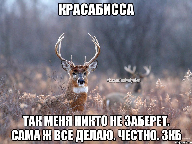 Красабисса Так меня никто не заберет. Сама ж все делаю. Честно. Зкб, Мем   Наивный олень