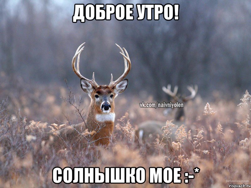 Доброе утро! Солнышко мое :-*, Мем   Наивный олень