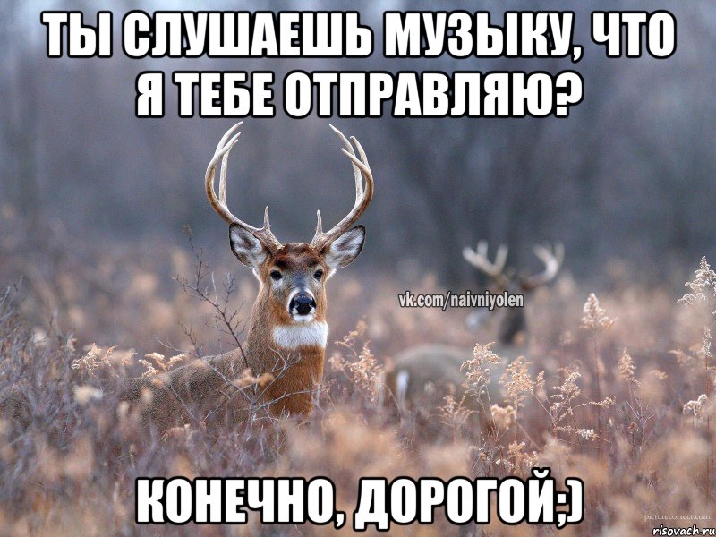 Ты слушаешь музыку, что я тебе отправляю? Конечно, дорогой;), Мем   Наивный олень