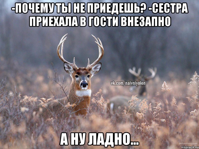 -Почему ты не приедешь? -Сестра приехала в гости внезапно А ну ладно..., Мем   Наивный олень