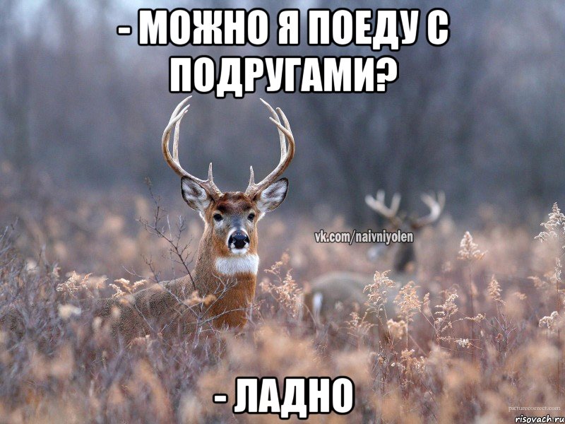 - Можно я поеду с подругами? - Ладно, Мем   Наивный олень