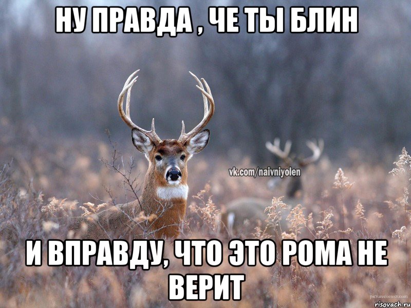 ну правда , че ты блин и вправду, что это Рома не верит, Мем   Наивный олень