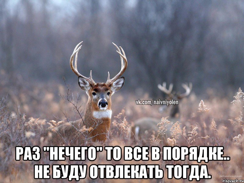  Раз "нечего" то все в порядке.. Не буду отвлекать тогда., Мем   Наивный олень