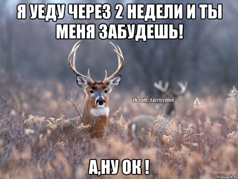 я уеду через 2 недели и ты меня забудешь! а,ну ок !, Мем   Наивный олень