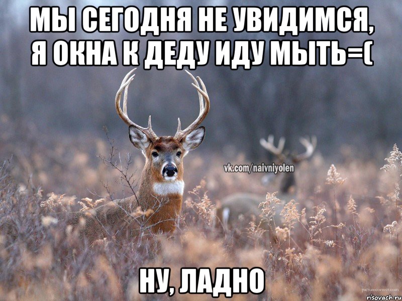 Мы сегодня не увидимся, я окна к деду иду мыть=( Ну, ладно, Мем   Наивный олень