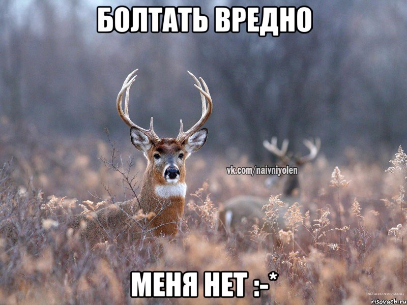 Болтать вредно Меня нет :-*, Мем   Наивный олень