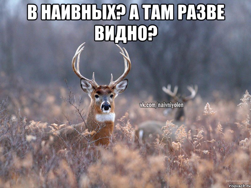 В наивных? А там разве видно? , Мем   Наивный олень