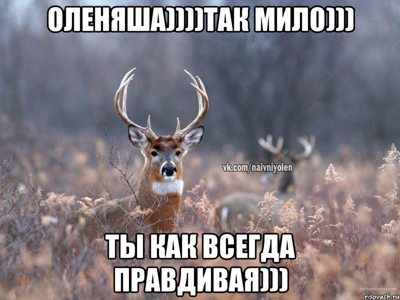 Оленяша))))Так мило))) Ты как всегда правдивая))), Мем   Наивный олень