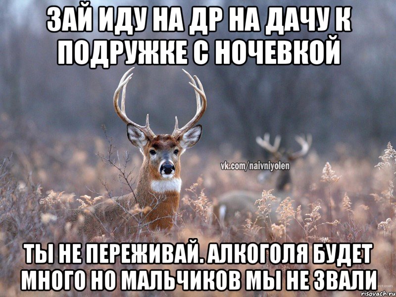 зай иду на др на дачу к подружке с ночевкой ты не переживай. алкоголя будет много но мальчиков мы не звали, Мем   Наивный олень