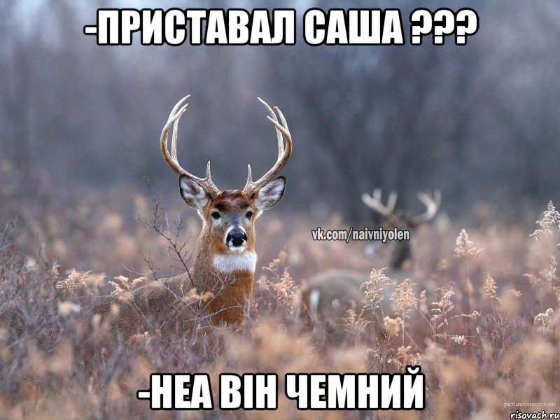 -приставал Саша ??? -неа він чемний, Мем   Наивный олень