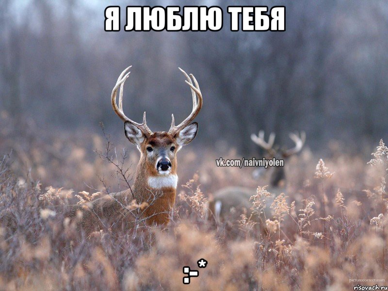 Я люблю тебя :-*, Мем   Наивный олень