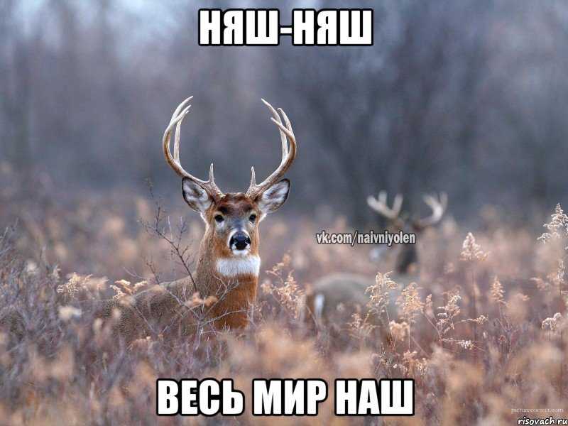 Няш-няш Весь мир наш, Мем   Наивный олень