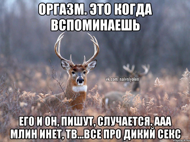 оргазм. это когда вспоминаешь его и он, пишут, случается. ааа млин инет, тв...все про дикий секс, Мем   Наивный олень