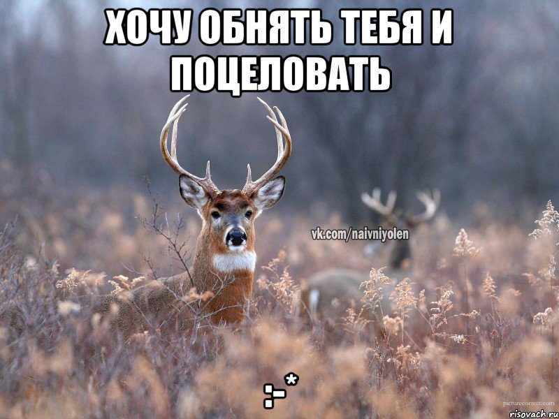 хочу обнять тебя и поцеловать :-*, Мем   Наивный олень