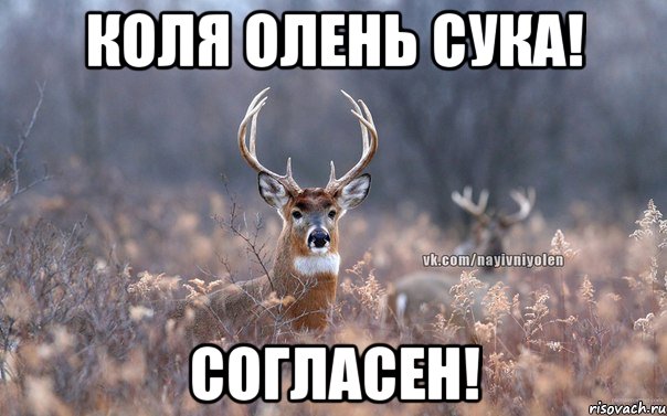 Коля Олень сука! согласен!, Мем   Наивный олень